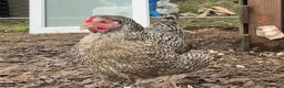 Chickens poultry for sale: Stolen Flock PLEASE HELP RARE BANTAMS  - Advert 11