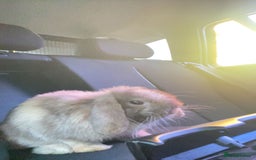 Mini Lop rabbits for sale: Pedigree mini lop - Advert 5