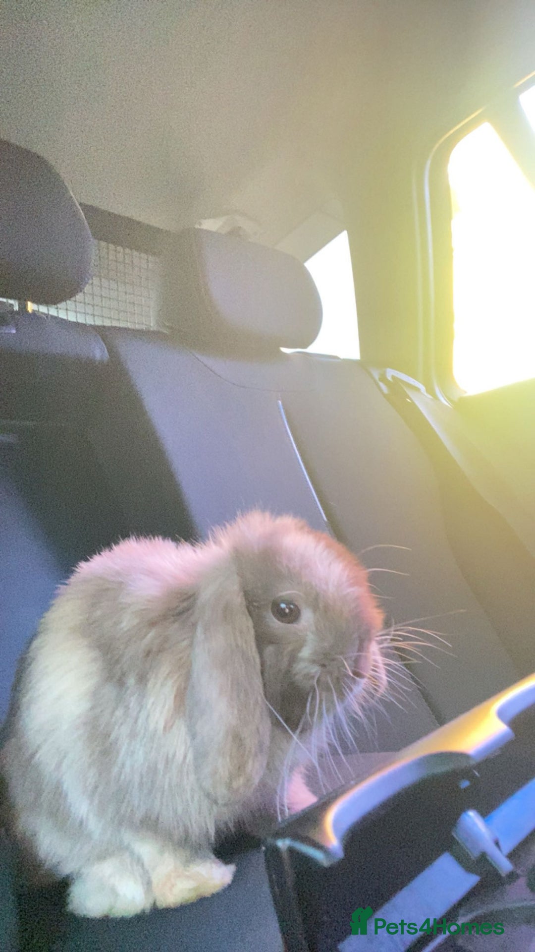 Mini Lop rabbits for sale: Pedigree mini lop - Advert 5
