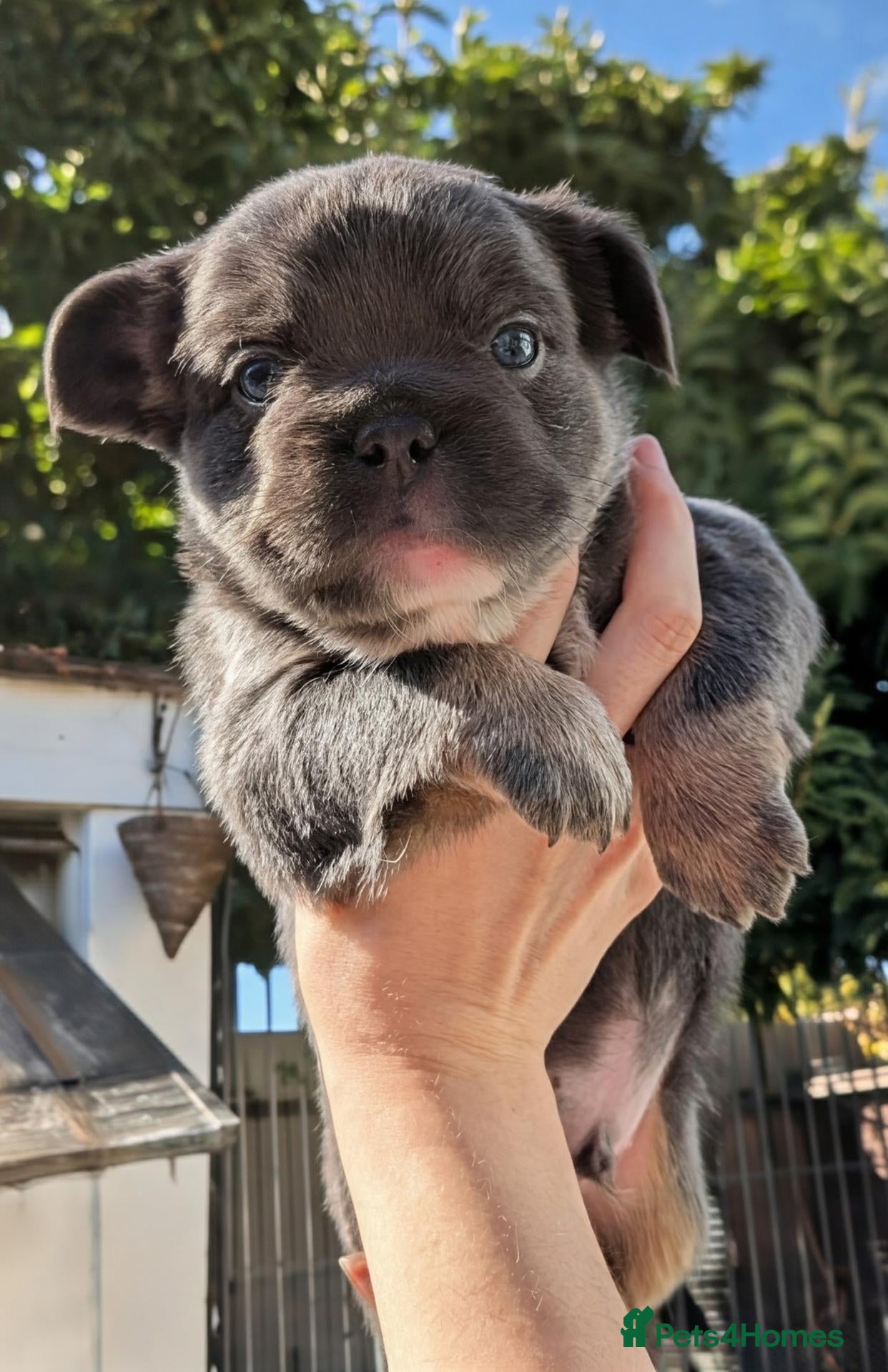 French Bulldog dogs Fluffy husky koi tri blue tan merle Frenchie pups  - Advert 1