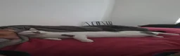 Mixed Breed cats for sale: Snowy - Advert 2