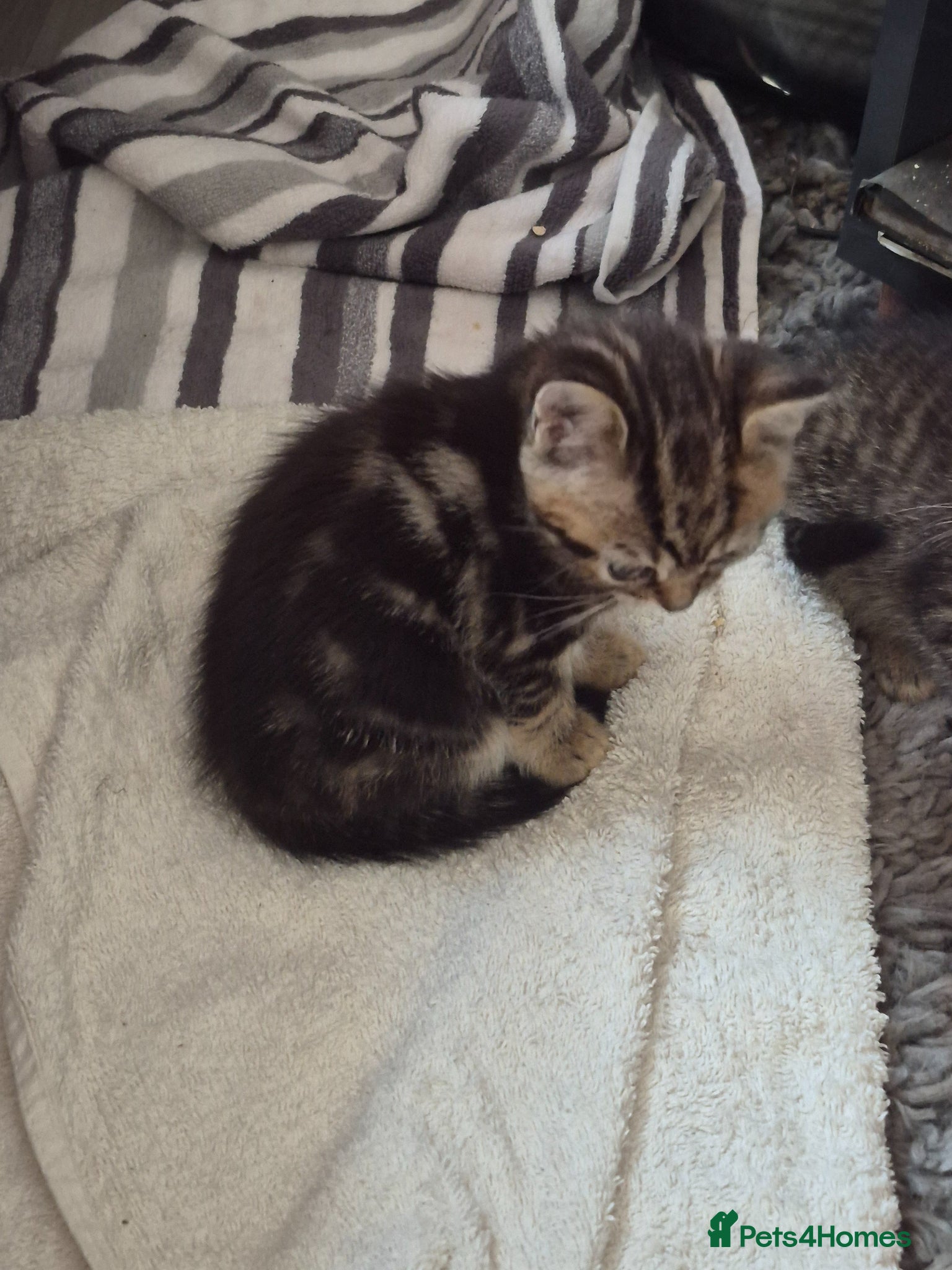 British Shorthair cats for sale: beautiful home bred British shorthair. in Verwood - Advert 5