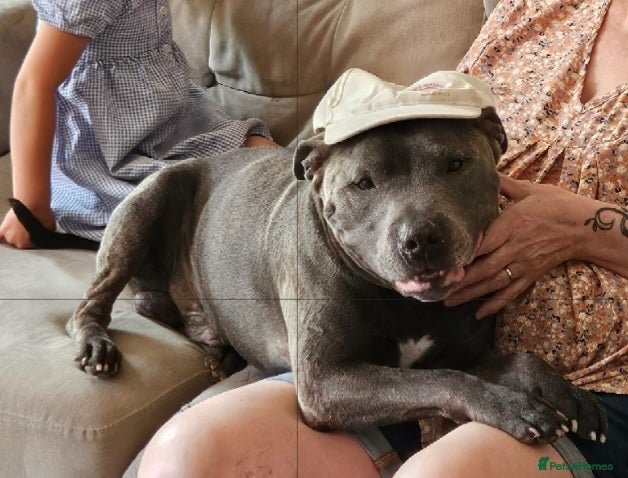 Staffordshire Bull Terrier dogs Blue brindle Staffordshire bull terrier  - Advert 1