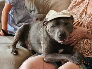 Staffordshire Bull Terrier dogs Blue brindle Staffordshire bull terrier - Advert 1