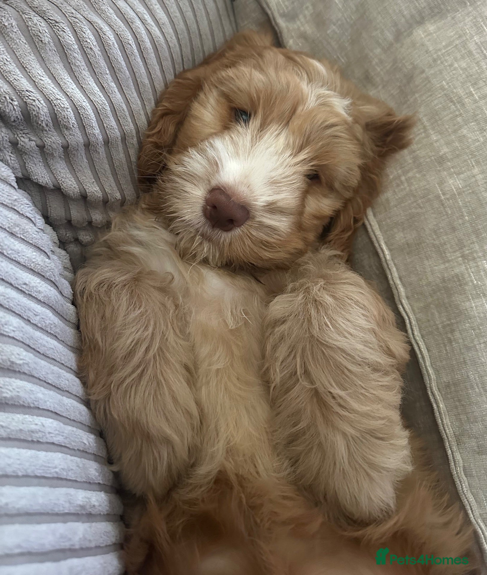 Cockapoo dogs for sale: F1B cockapoo one male left ready to leave now - Advert 18