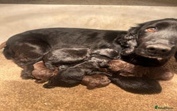 Cocker Spaniel dogs for sale: 3 boys left - Outstanding working cocker spaniels - Image 1