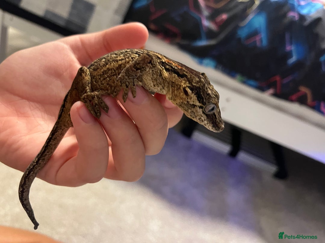 Gecko reptiles for sale: Geckos for sale with tank - Image 10