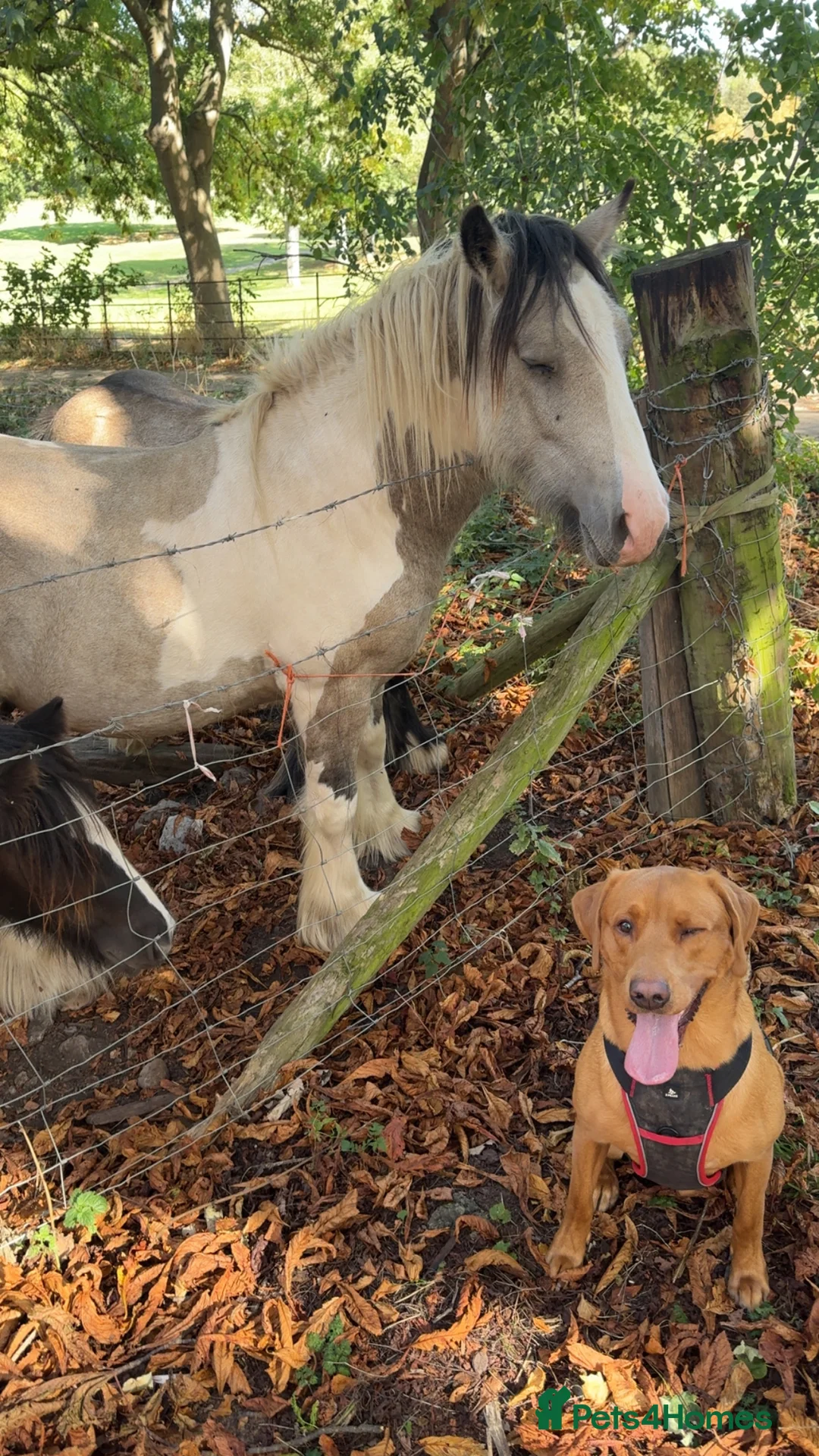 Labrador Retriever dogs for stud: Ronnie  - Advert 2