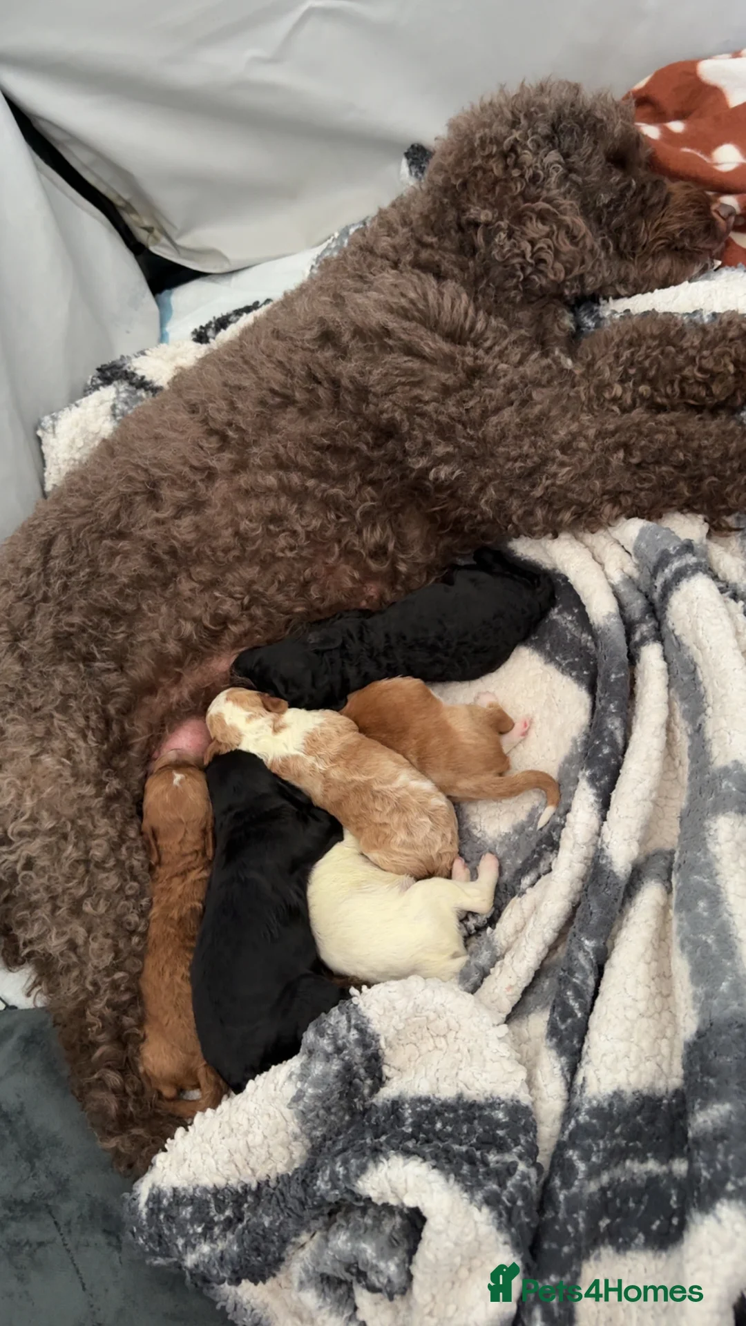 Cockapoo dogs for sale: Gorgeous F2 cockapoo puppies  - Advert 2