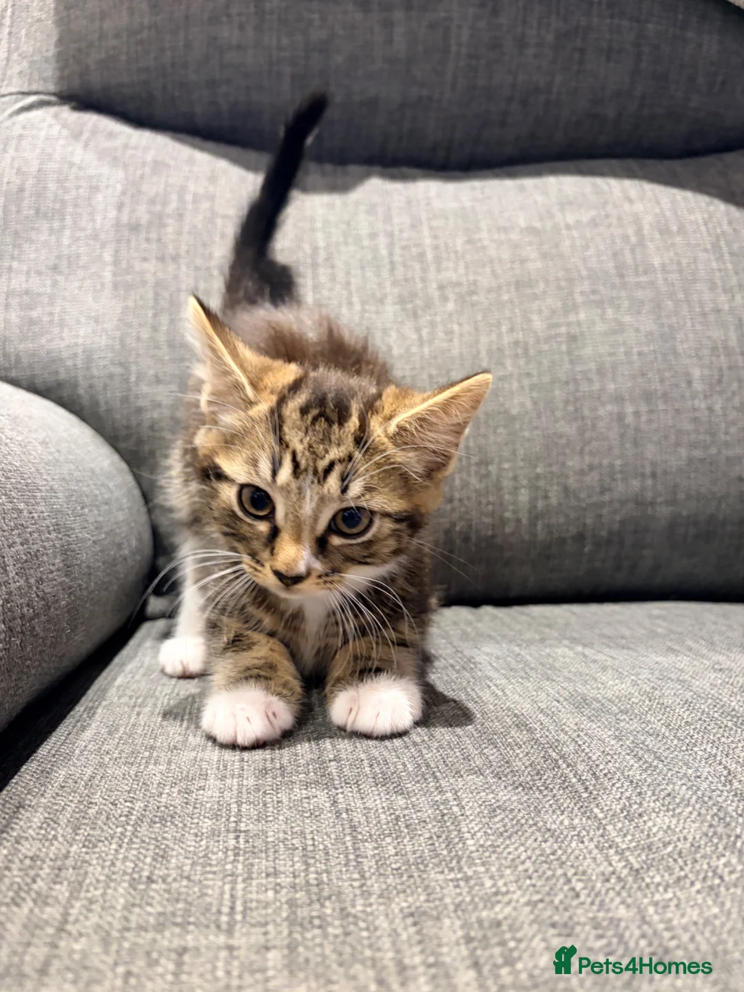 Mixed Breed cats for sale: Beautiful tabby kitten  - Advert 8