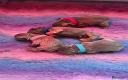 French Bulldog dogs for sale: 2nd litter of ⭐Jesus⭐️ natk9 frenchies - Image 2