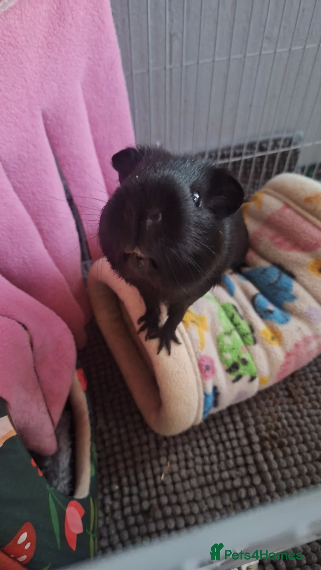 Guinea Pig rodents for sale: Single guinie pig alone  in Milton Keynes - Advert 1