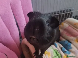 Guinea Pig rodents Single guinie pig alone - Advert 1