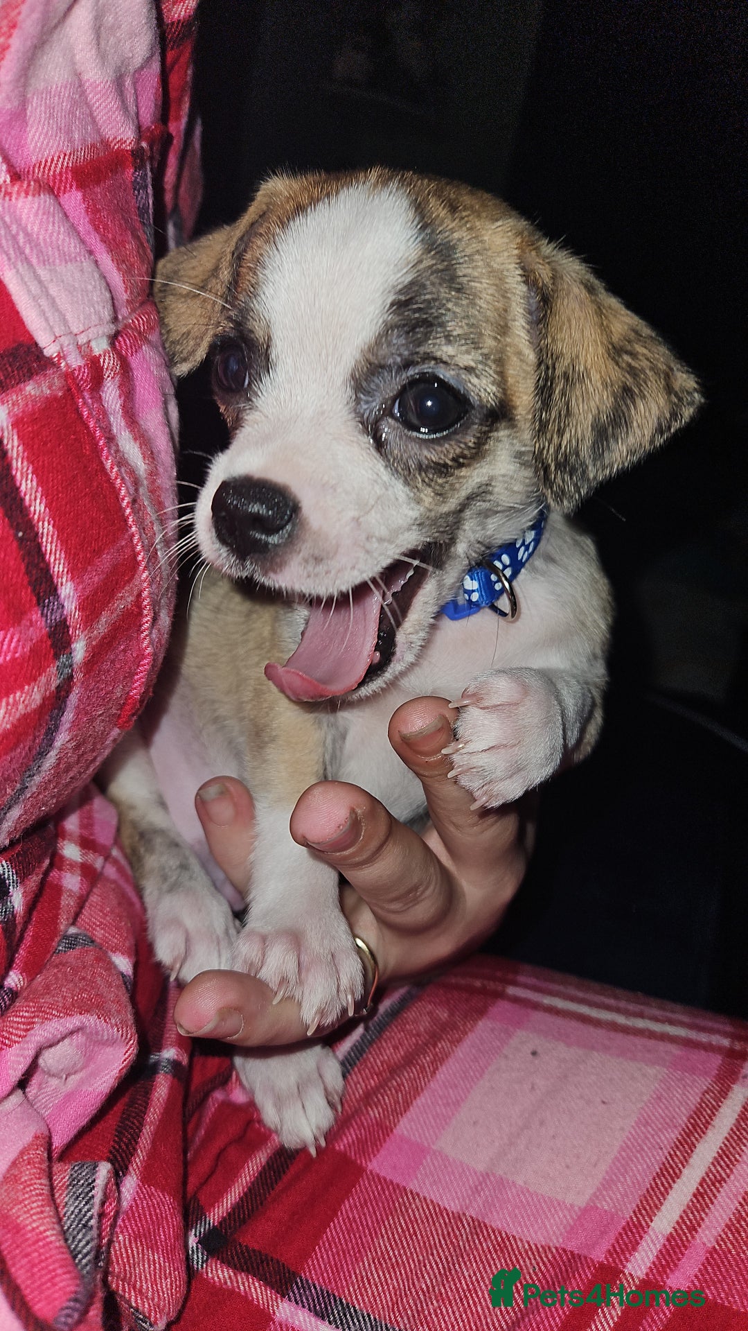 Mixed Breed dogs for sale: Beautiful Chihuahua Cross Puppies - Advert 12