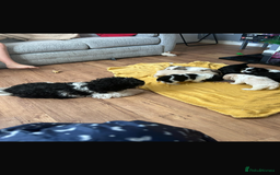 Shihpoo dogs for sale: Shihpoo puppies - Image 7