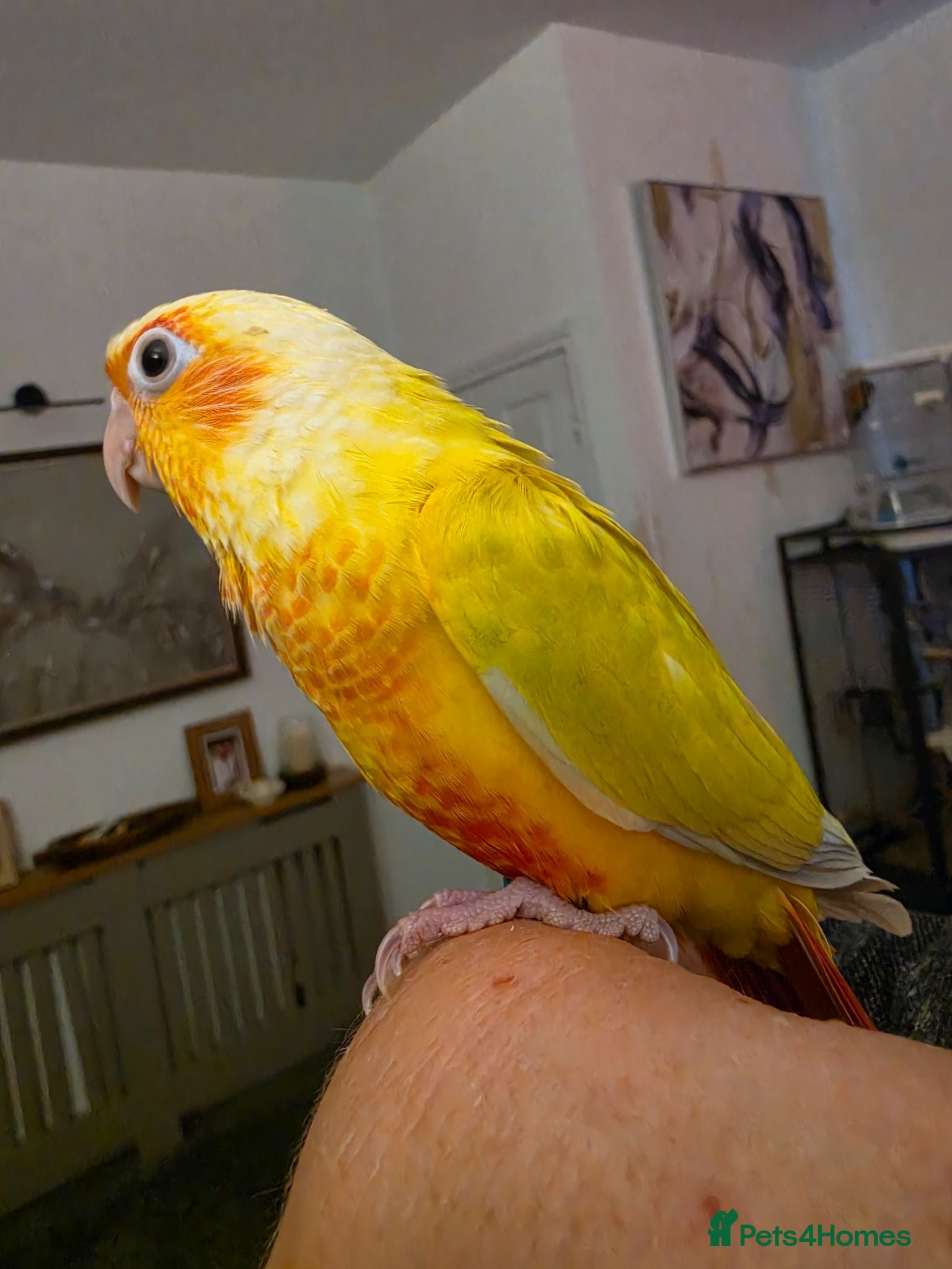 Conures birds Hand reared Conures - Advert 2