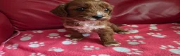 Cavapoo dogs for sale: F1 cavapoos  - Advert 17