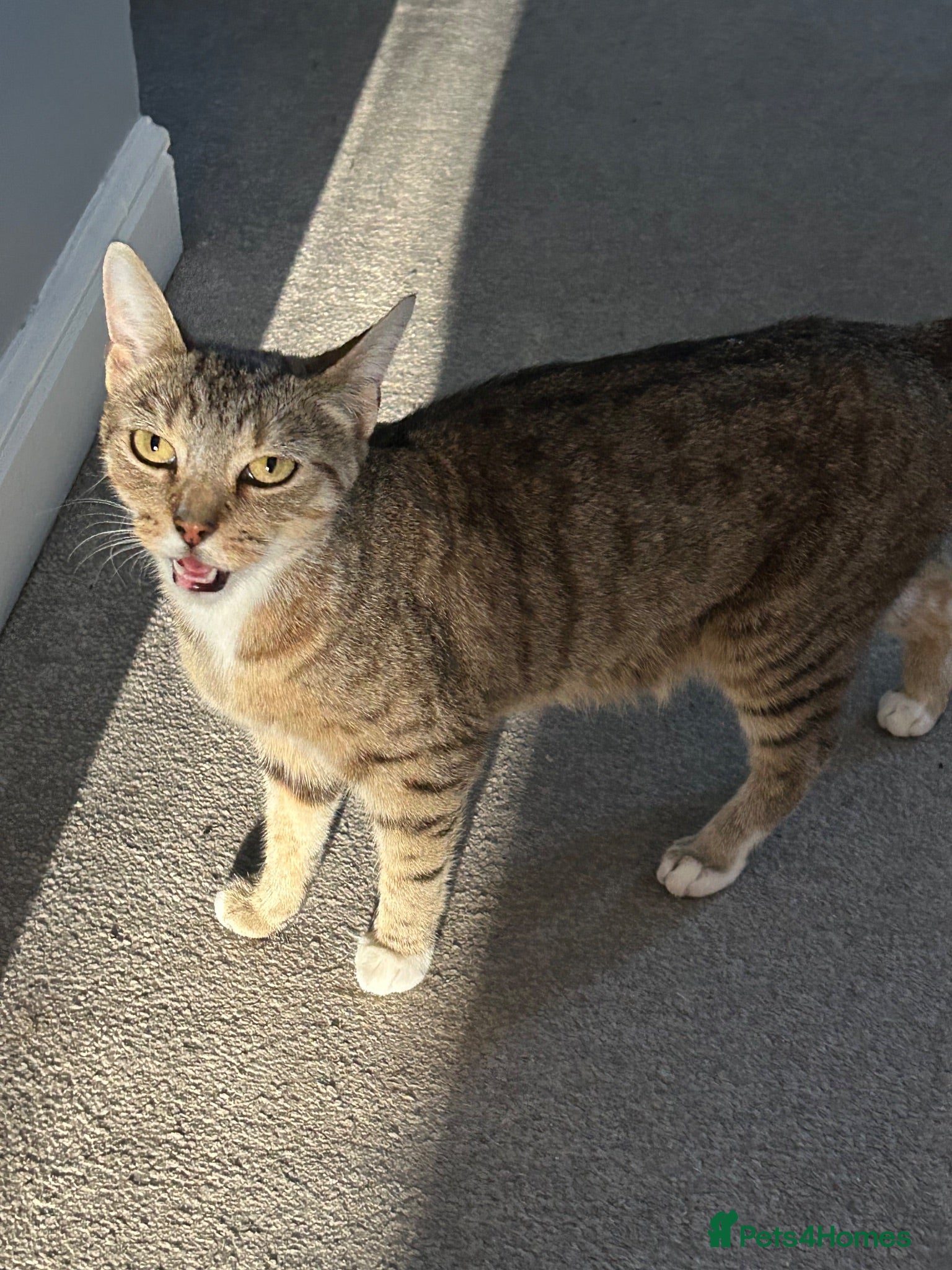 Mixed Breed cats Mother is a family pet and can be seen - Advert 2