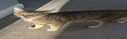 Mixed Breed cats for sale: Mother is a family pet and can be seen - Advert 1