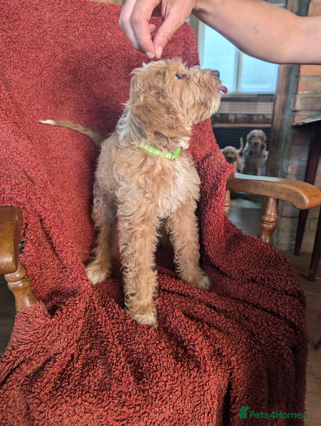 Cockapoo dogs for sale: Cockapoo x - Image 1