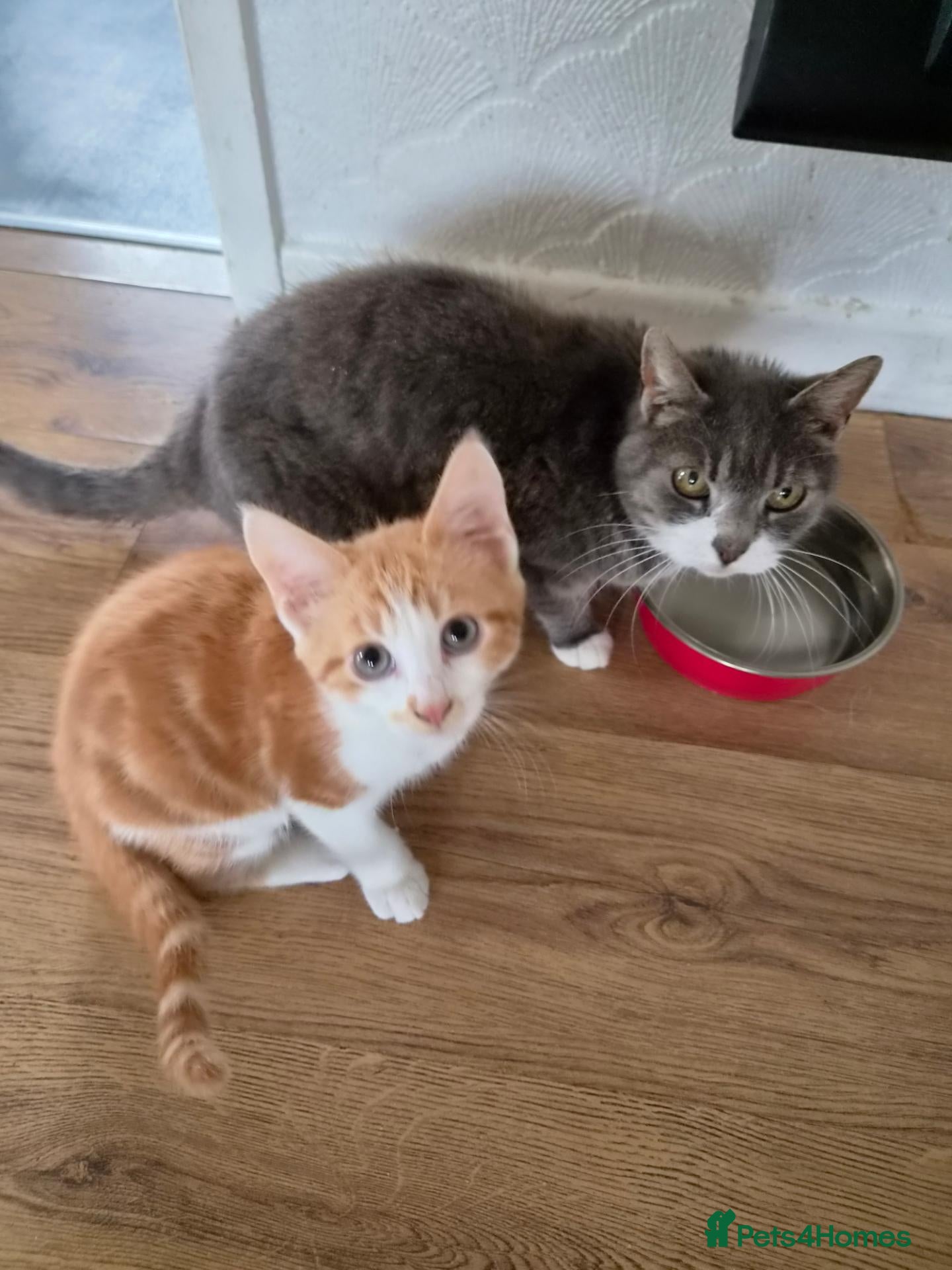 British Shorthair cats for sale: Kitten  - Advert 7