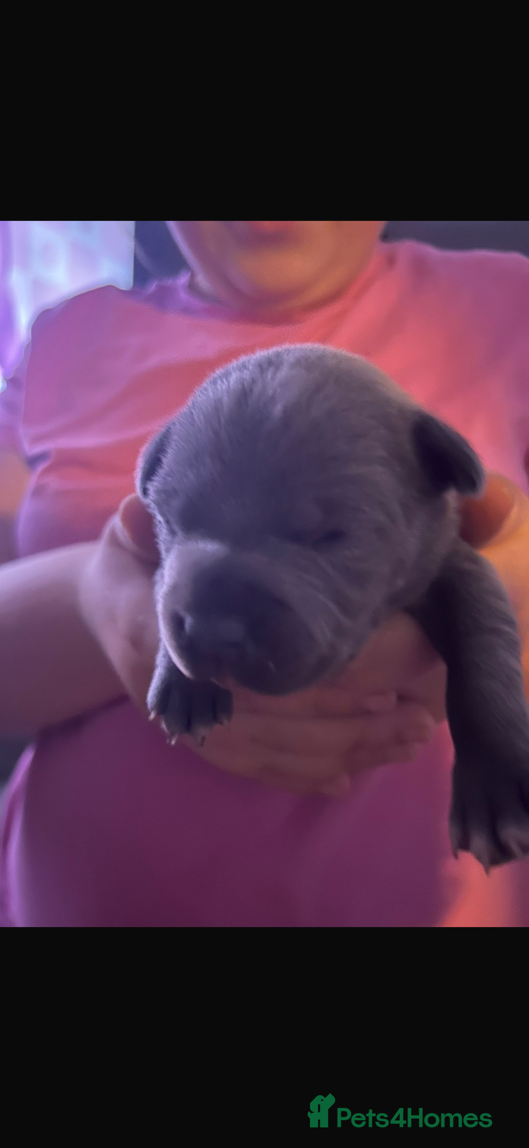 Staffordshire Bull Terrier dogs for sale: Staffy  - Advert 4