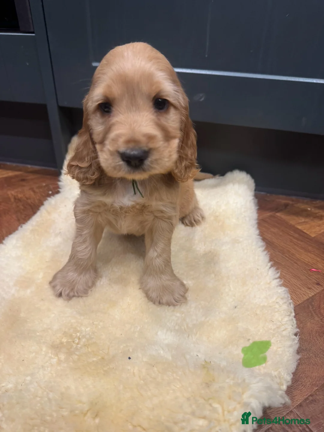 Cocker Spaniel dogs for sale: Gorgeous golden Show Cocker spaniel Litter  - Advert 9