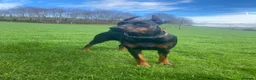 Dobermann dogs for sale: Doberman puppies waiting list  in Teignmouth - Advert 6