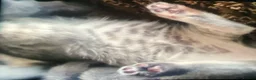 Ragdoll cats for sale: British short hair & ragdoll x - Advert 6