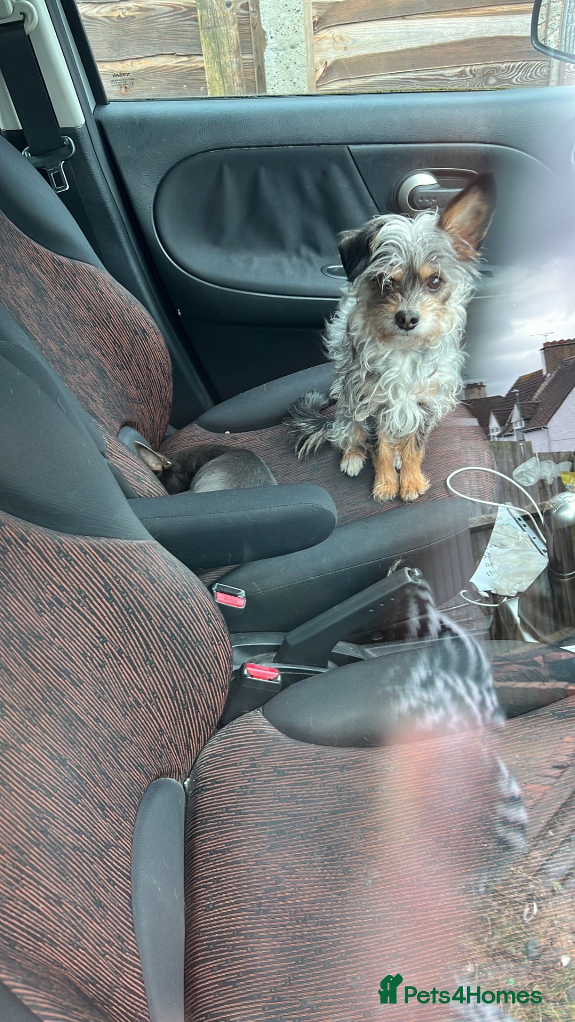 Chipoo dogs Poochi needs a LOVING home ❤️ - Advert 2