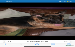 German Shepherd dogs for sale: 2.5 year old male  - Image 2