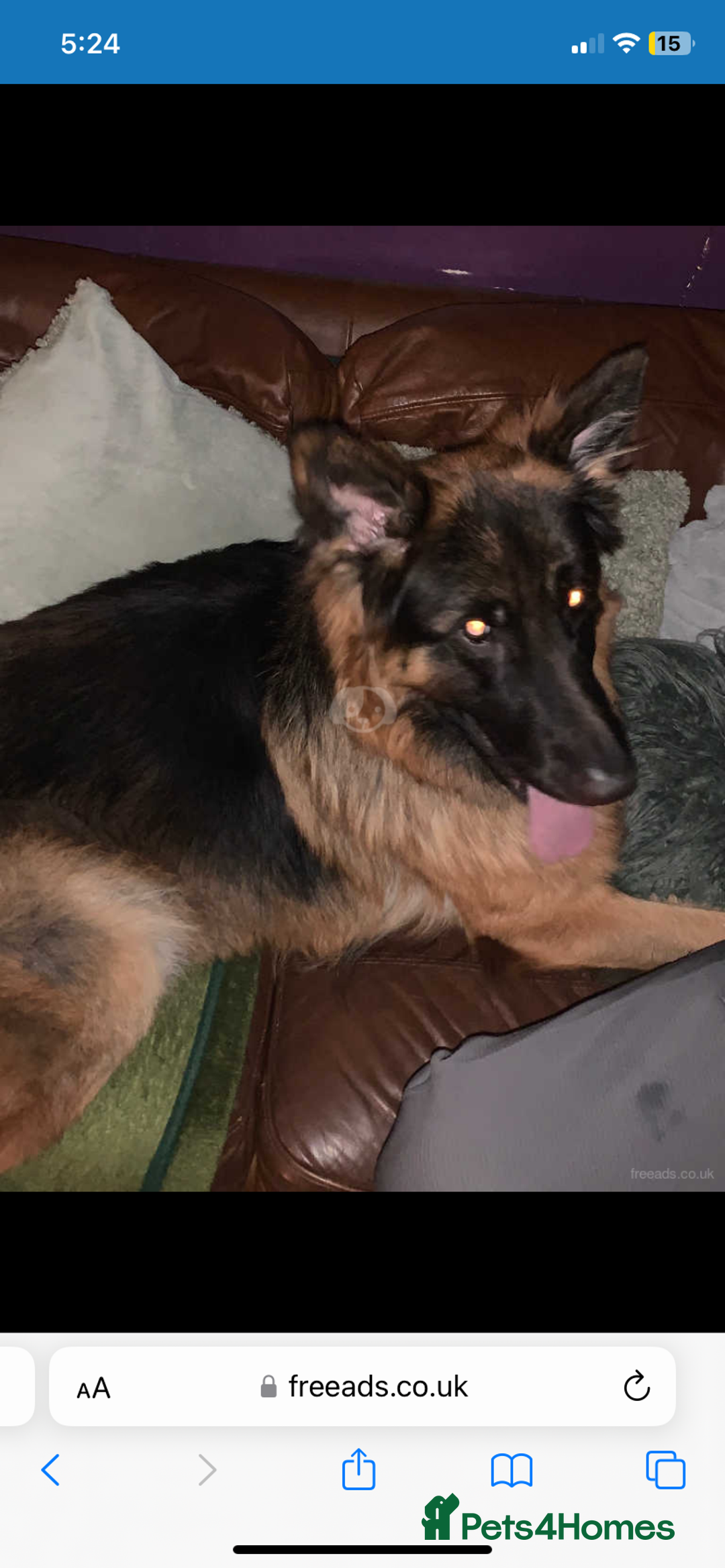 German Shepherd dogs for sale: 2.5 year old male  - Image 2