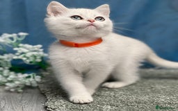 British Shorthair cats for sale: British shorthair golden, silver TICA - Image 10