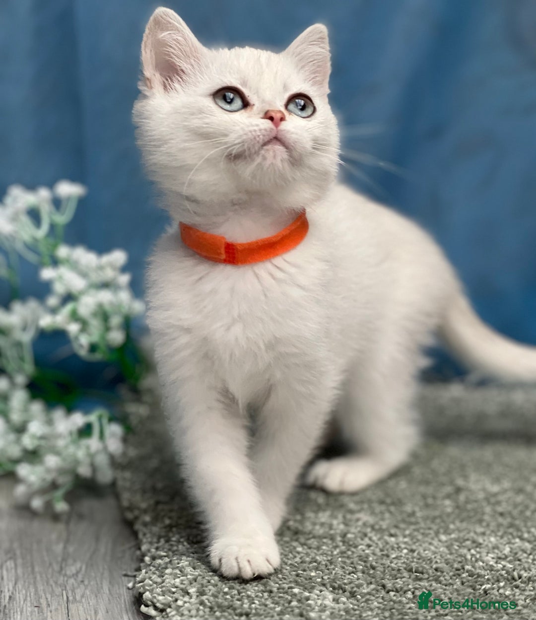 British Shorthair cats for sale: British shorthair golden, silver TICA - Image 10