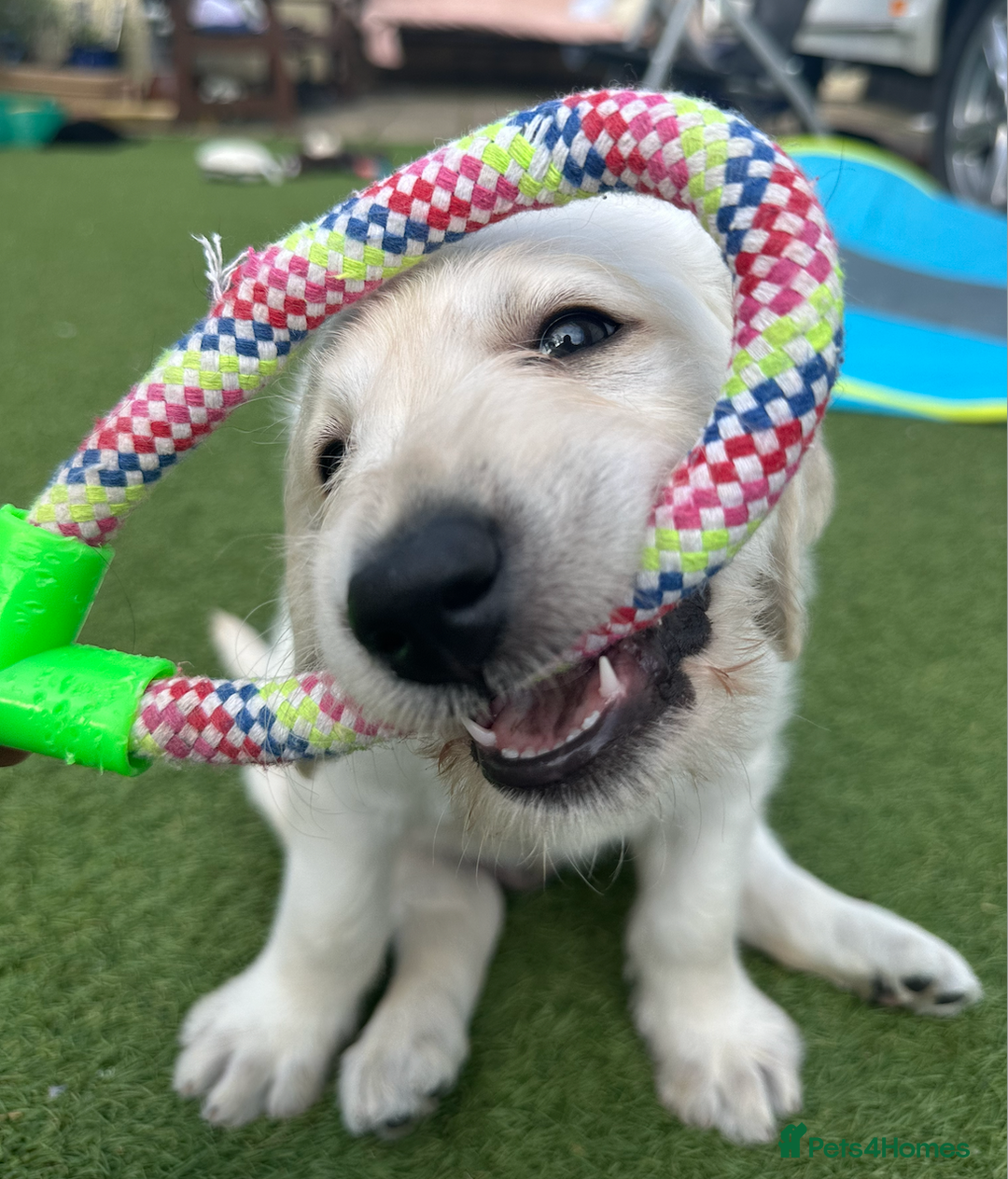 Labradoodle dogs for sale:  Unique,Exceptionally Bred F1 Labradoodles 🐾19/05 in Bristol - Image 7