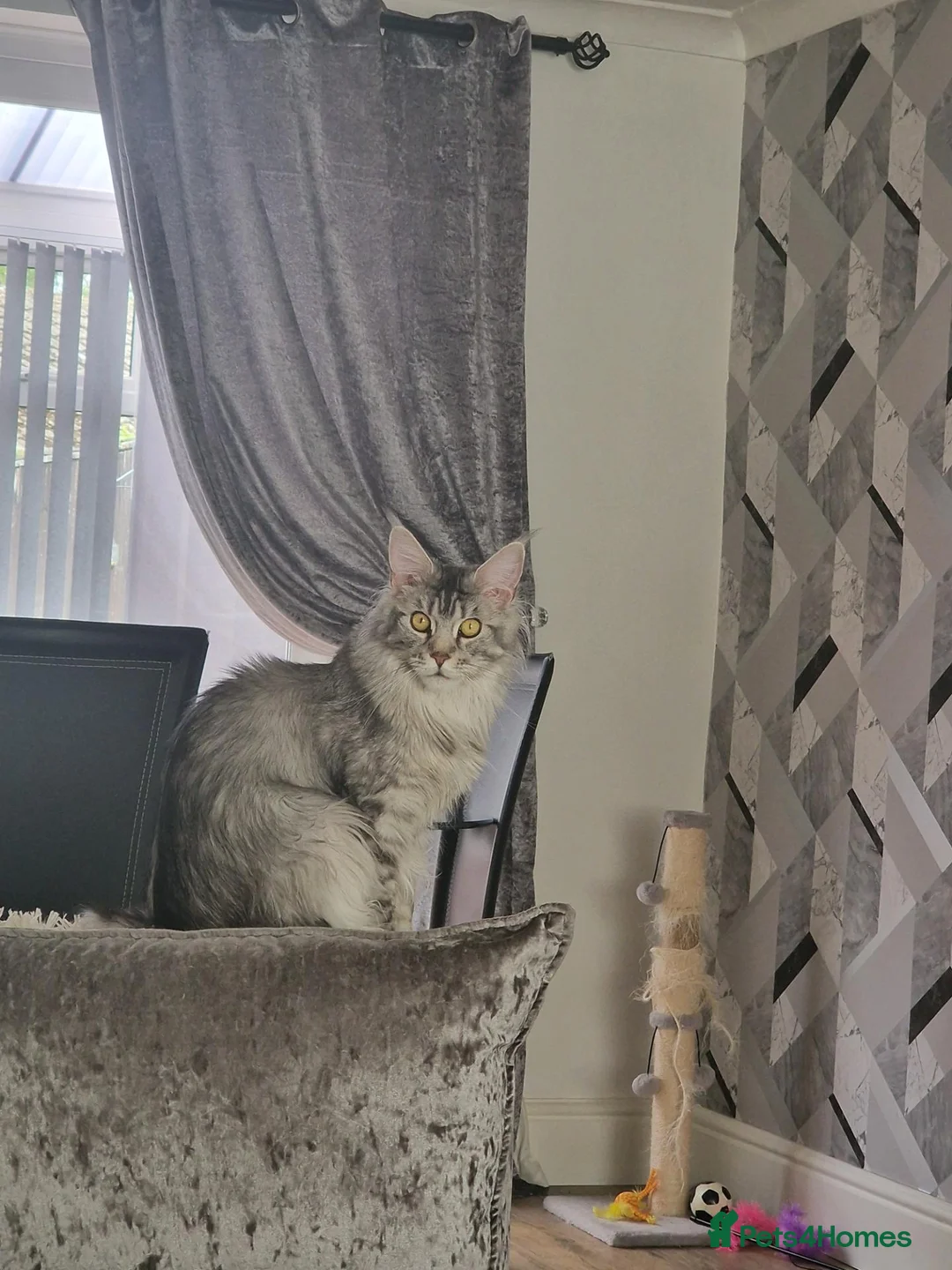 Maine Coon cats for sale: Active maincoon  - Advert 7