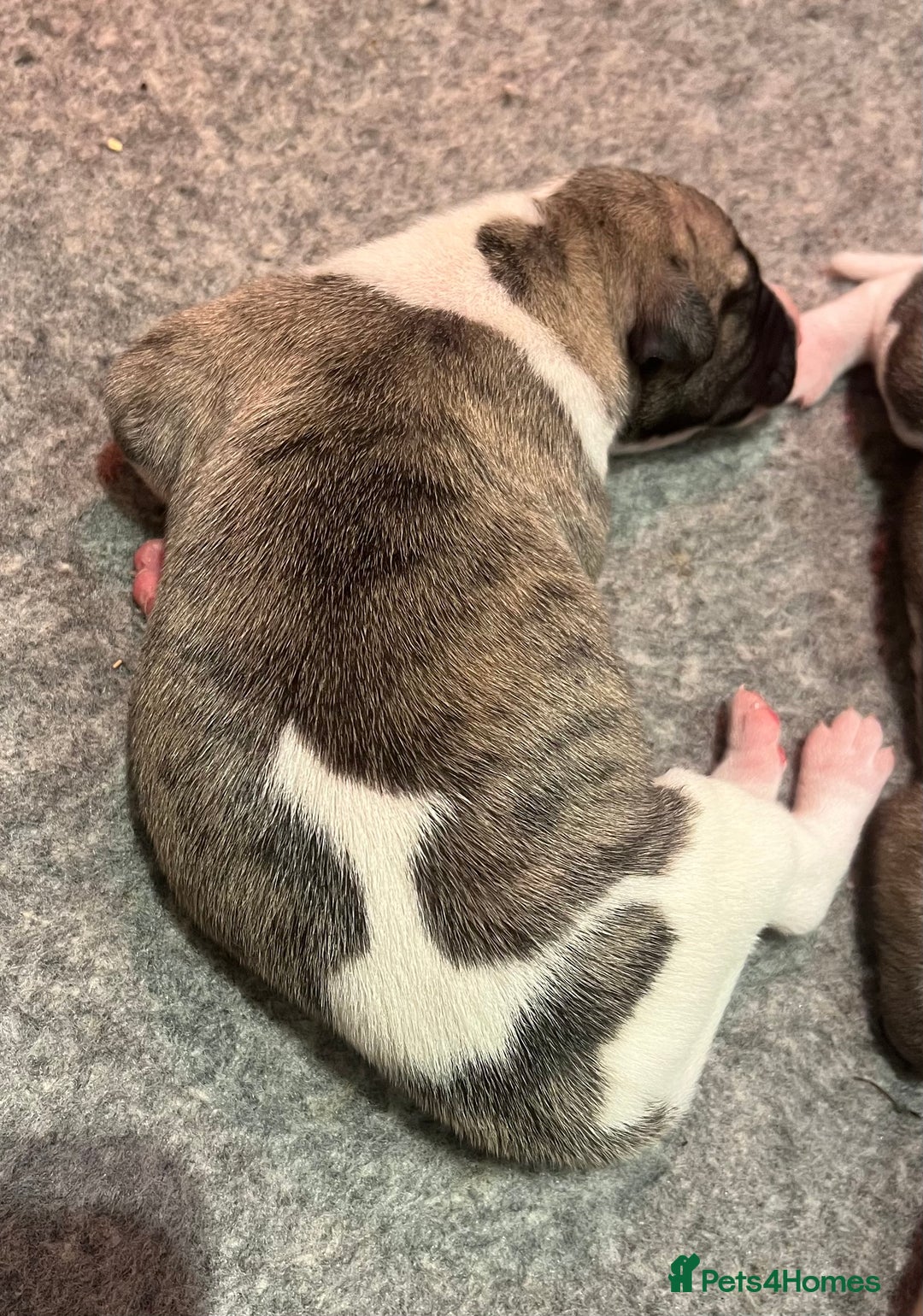 Whippet dogs for sale: Whippet puppies for sale - Advert 3