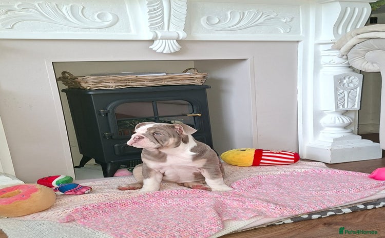 English Bulldog dogs - Advert 1