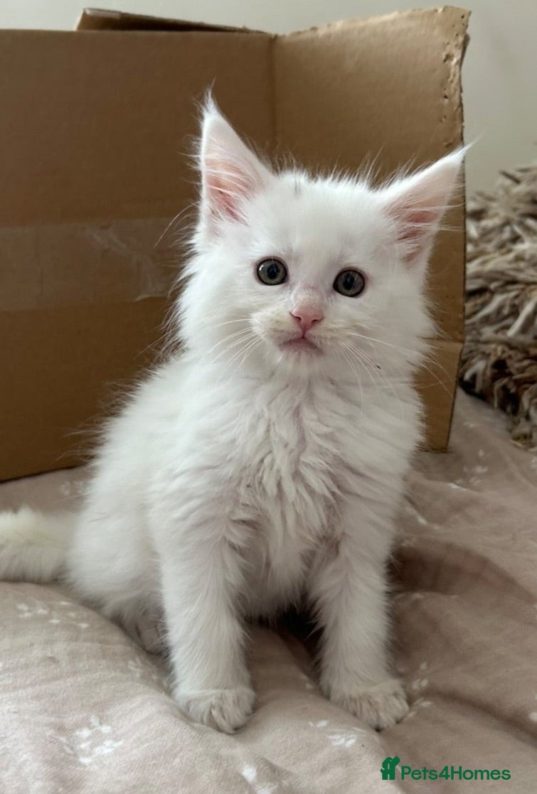 Maine Coon cats Gorgeous Maine coon kittens for sale-1 polydactyl - Advert 1