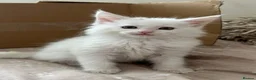 Maine Coon cats for sale: Gorgeous Maine coon kittens for sale-1 polydactyl - Advert 13