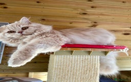 British Longhair cats for sale: British longhair kitten - Image 2