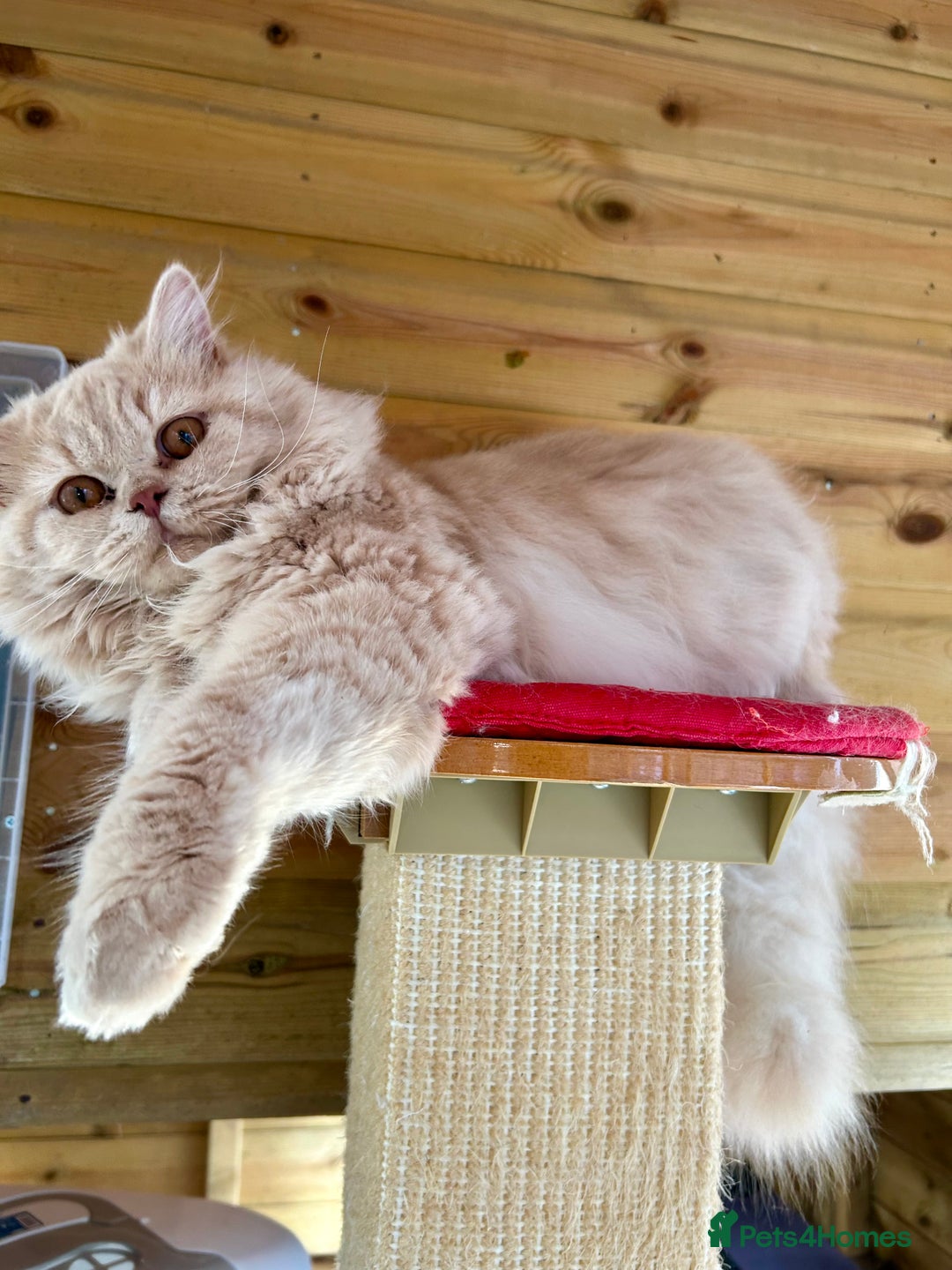 British Longhair cats for sale: British longhair kitten - Image 2