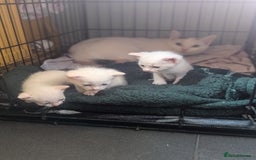 Domestic Shorthair cats for sale: Fluffy All white kittens  - Image 4