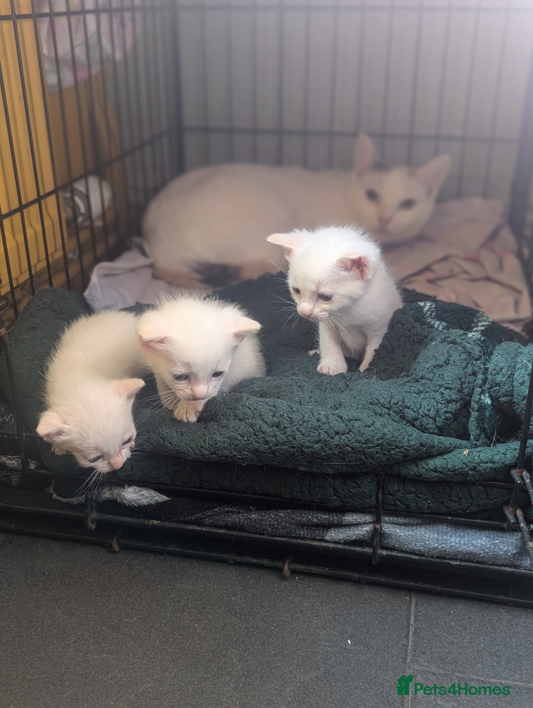 Domestic Shorthair cats for sale: Fluffy All white kittens  - Image 4