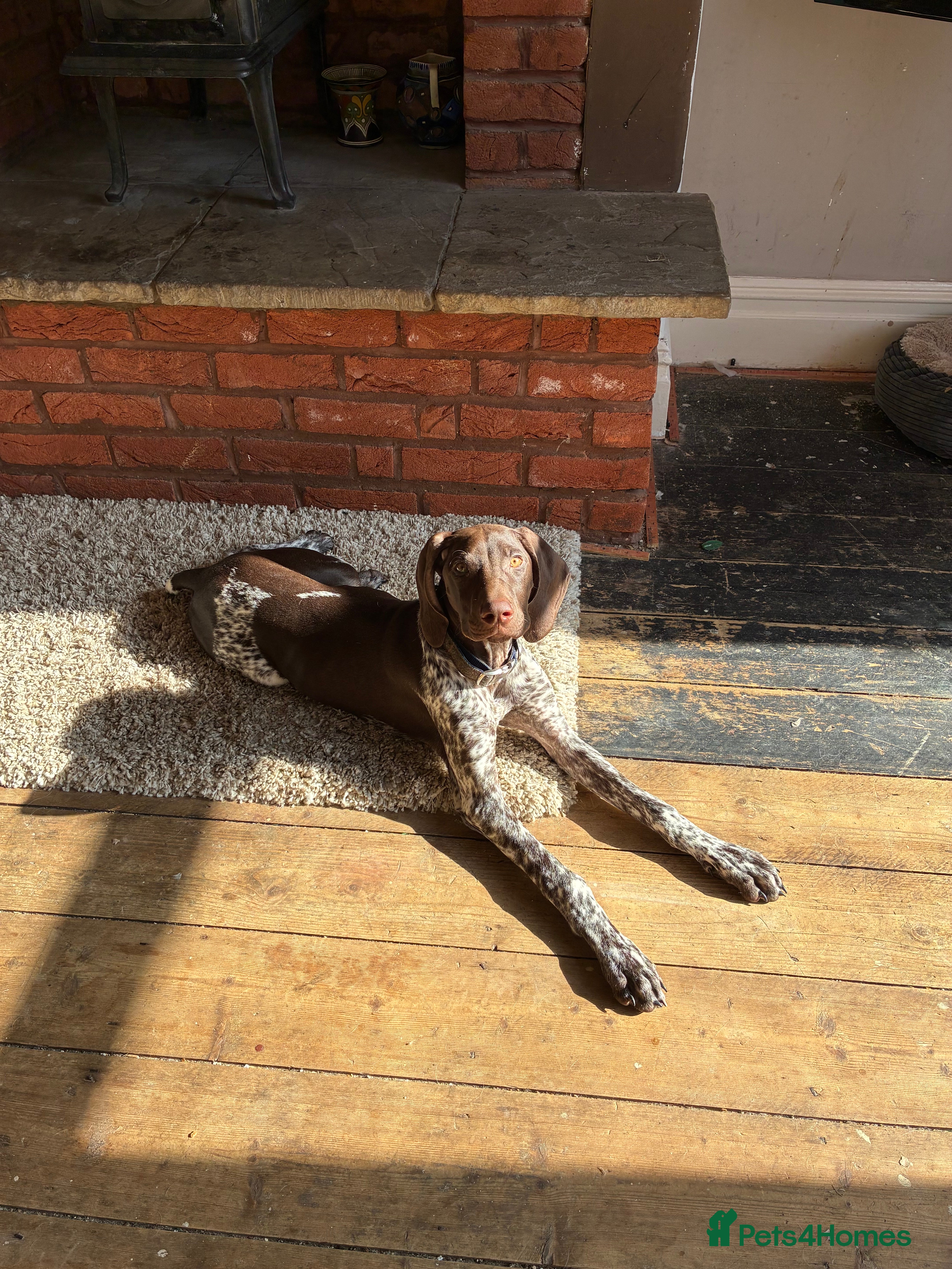 German Shorthaired Pointer dogs Percy - Advert 8