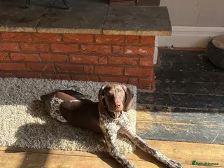 German Shorthaired Pointer dogs Percy - Advert 1