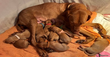 Hungarian Vizsla dogs - Advert 1