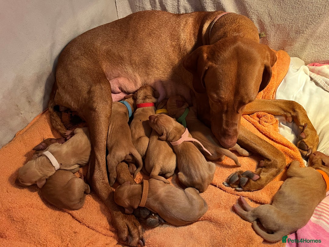 Hungarian Vizsla dogs for sale: Gorgeous KC reg Vizsla puppies - Image 5