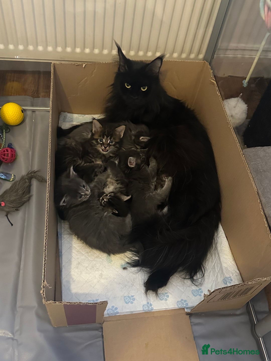 Maine Coon cats for sale: 3 Maine coon kittens  - Advert 1