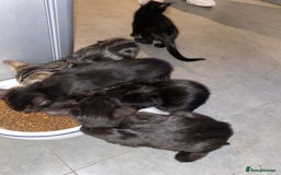 Mixed Breed cats for sale: Mixed breed kittens - Image 12